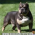 American Pit Bull